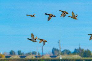 Live Duck Migration Map | Comparison Guide | 50 Ducks