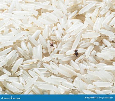 Rice Weevil In My Rice At Carmen Pink Blog