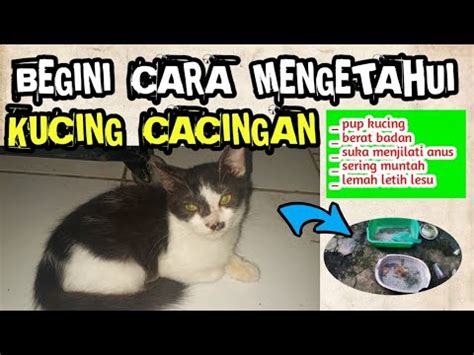 Mudah Begini Cara Mengetahui Kucing Cacingan Ciri Cici Kucing