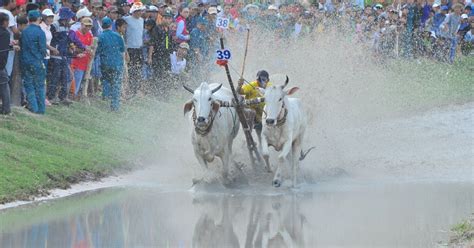 Về vùng Bảy Núi An Giang xem biểu diễn mô tô địa hình và màn đua bò gay cấn