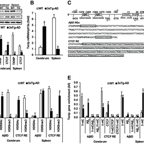 Regulation Of Txnip Gene Expression By Histone Modification Histone