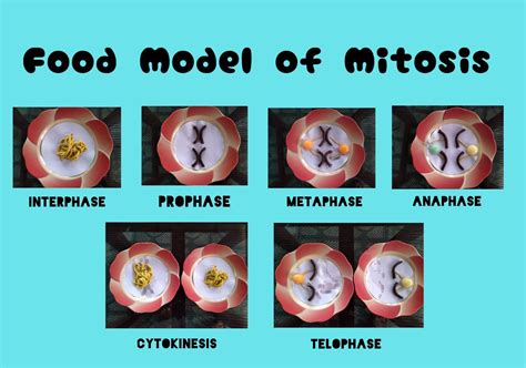 Food Model Of Mitosis Food Mitosis Biology Projects