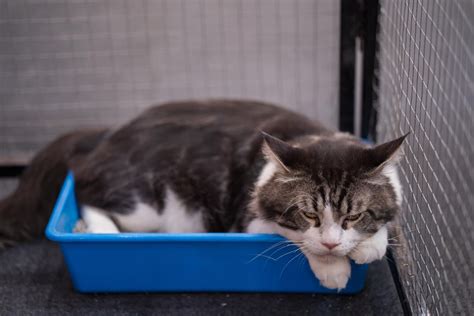 9 Sebab Kucing Muntah Dan Jenis Muntah Si Bulu Ikut Warna