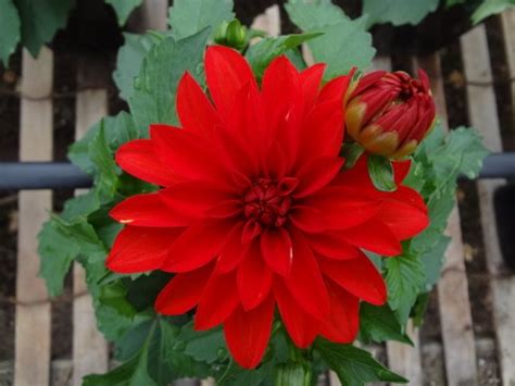 Dahlia Hypnotica Red