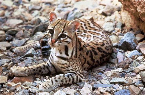 margay  ocelot key differences   wild cats explained