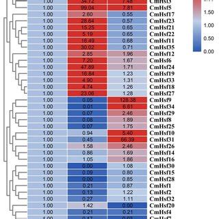 Heat Map And Hierarchical Clustering Of Cmhsf Genes In True Leaves