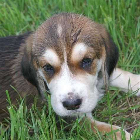 C Litter 2012 Otterhound Puppies - Hunter Hounds Otterhounds