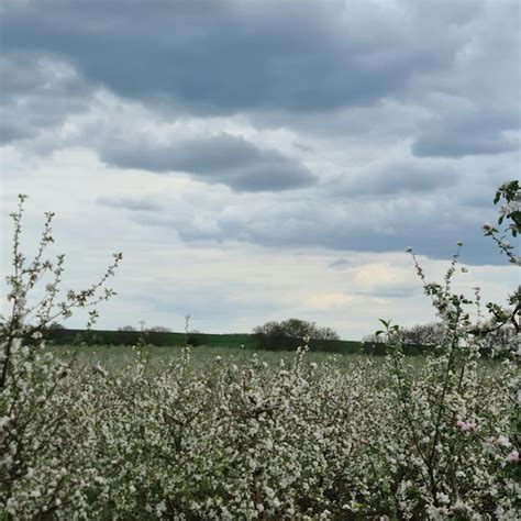 Um Campo De Flores Um C U Nublado Ao Fundo Foto Premium