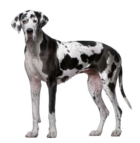 great dane dog breed info  characteristics
