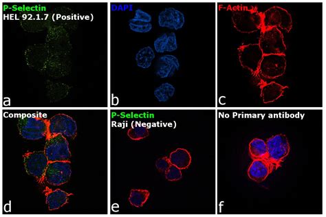 Cd P P Selectin Antibody