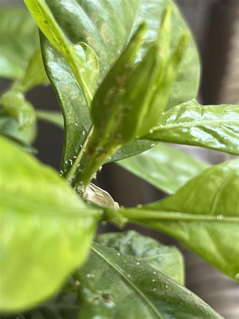 Gardenia Infested With Aphids Rplantclinic