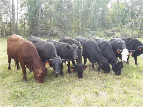 20 Bred Heifers Brangus Angus And Hereford Cross Florida