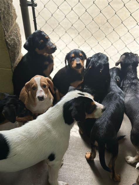 carter county animal shelter 1