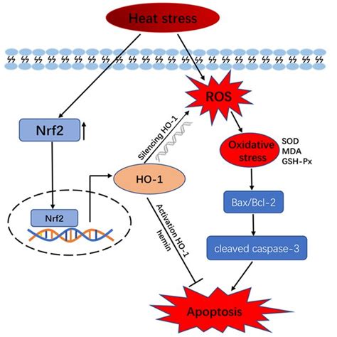 PDF HO 1 Reduces Heat Stress Induced Apoptosis In Bovine Granulosa