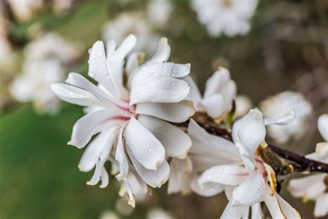 ᐅ Magnolie im Kübel pflanzen-Tipps und Tricks