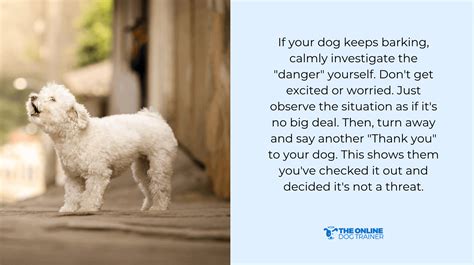 How to Stop Dog Barking in Seconds: The Training Tip That's Worked for ...