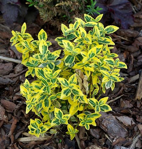 Euonymus Fortunei 'Emerald 'n' Gold' - Pépinière Cramer Inc.