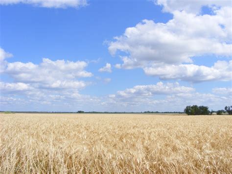 Wheat Field Free Stock Photo - Public Domain Pictures