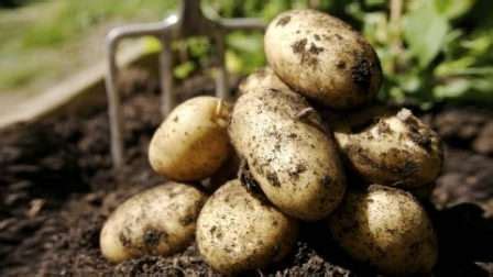 Галла Картофель Сорт Характеристика Фото И Отзывы — Bluemorphotours.ru