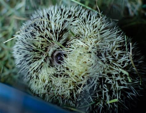 Wild Hedgehog In Captivity. Pet Care Stock Photo - Image of looking ...