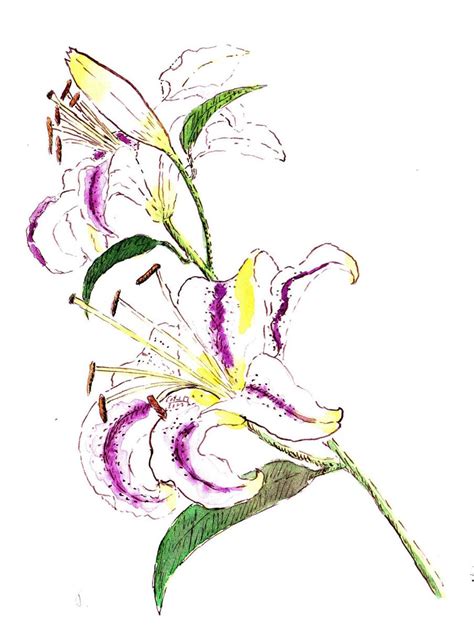 Stargazer Lily Watercolor at PaintingValley.com | Explore collection of ...