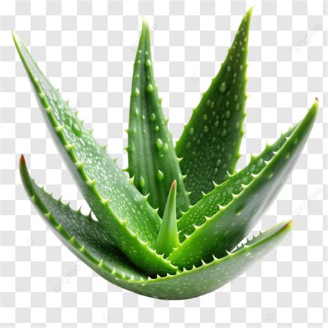 Natural Medicine Foliage Plant Aloe Vera Plant Clipart Natural