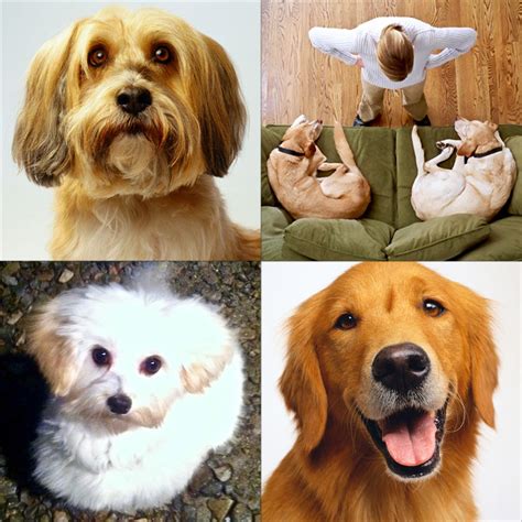 Dog Training Near Me | Redding CT | Elite Canine LLC