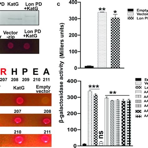 Effect Of Katg On Salmonella Adhesion Invasion And Replication In