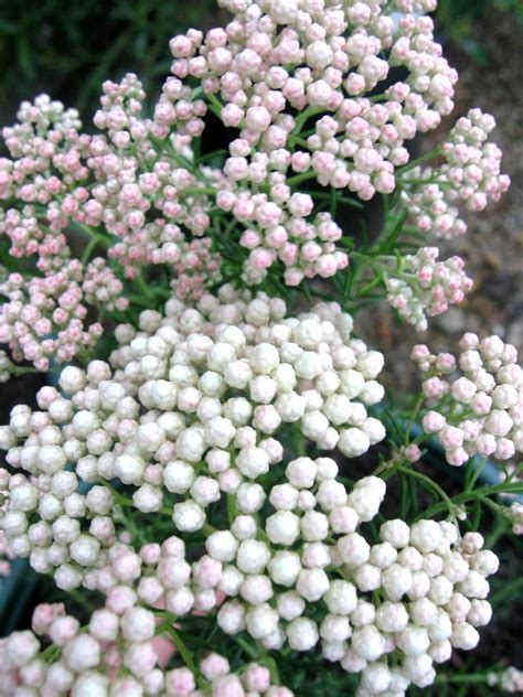 Ozothamnus Diosmifolius Ball Everlasting Seeds N 184 Ebay