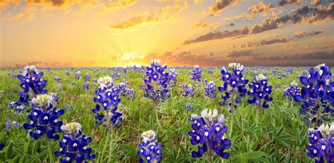 Judicial Education Requirements : Texas Justice Court Training Center