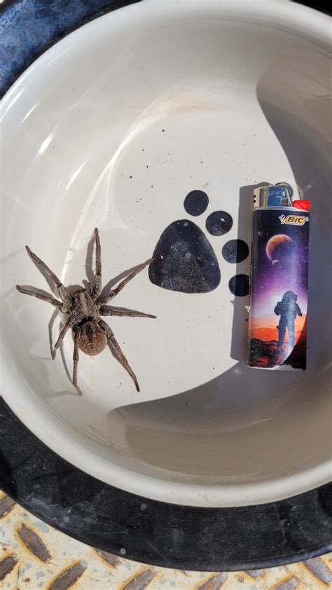 Best Wolf Spider Images On Pholder Spiders Spiderbro And Macro Porn