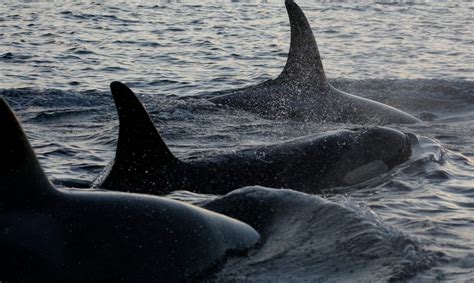 Demand action to protect remaining southern resident killer whales - WWF.CA