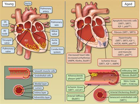 Fileheart Physiopedia