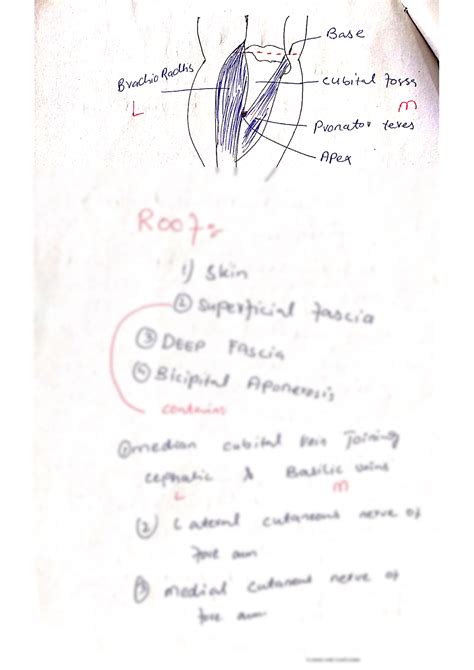 Solution Cubital Fossa Studypool