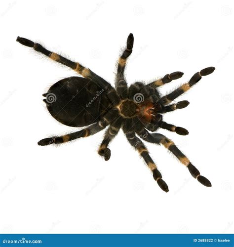 Mexican redknee tarantula stock photo. Image of crawly - 2688822