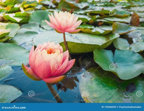 Close Up Of Two Blooming Coral Pink Color Water Lilies On The Pond