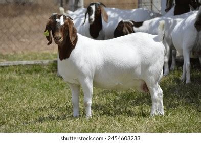 Boer Female Goat Very Awarded Brazil Stock Photo 2454603233 Shutterstock