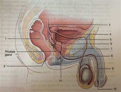 36 5 Sagittal Section Through Male Pelvis Diagram Quizlet