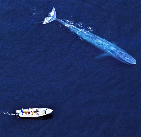 Größenangaben Viele Meeresgiganten sind kleiner als gedacht WELT