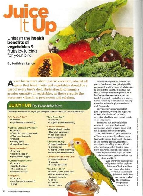 Pin By Liny On Healthy Food To Feed To Your Parrot Parrot Bird Conure Bird