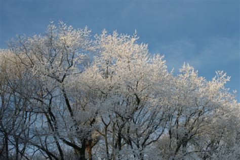 Bildet tre snø anlegg sollys morgen frost is vær årstid