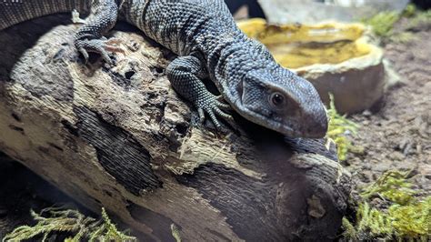 Delta's New Digs : r/MonitorLizards