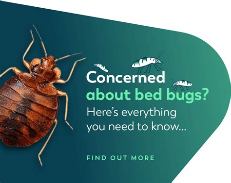 Bed Bugs Treatment Control Bed Bug Exterminators Vergo