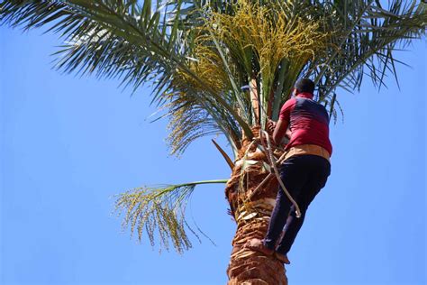 The 10 Best Palm Tree Trimmers Near Me (with Free Quotes)