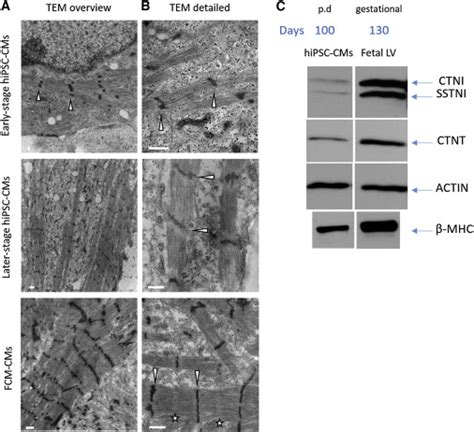 Ultrastructural Organization And Proteomics Of Later Stage HiPSC CMs On