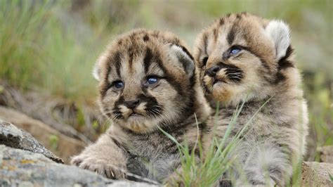 Amazing picture of two welps!! | These welps were also on th… | Flickr