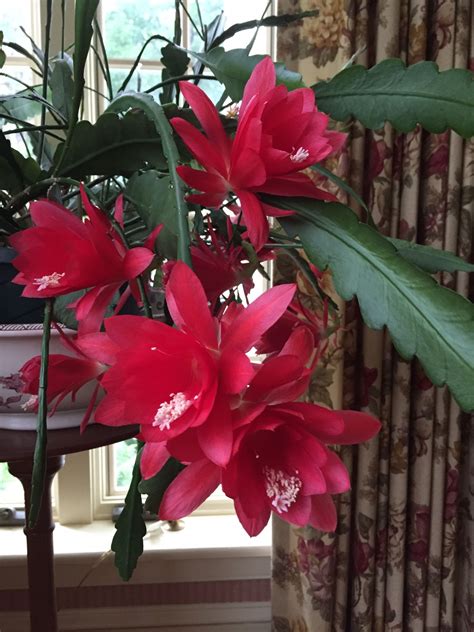 Epiphyllum Red | Orchid Flowers