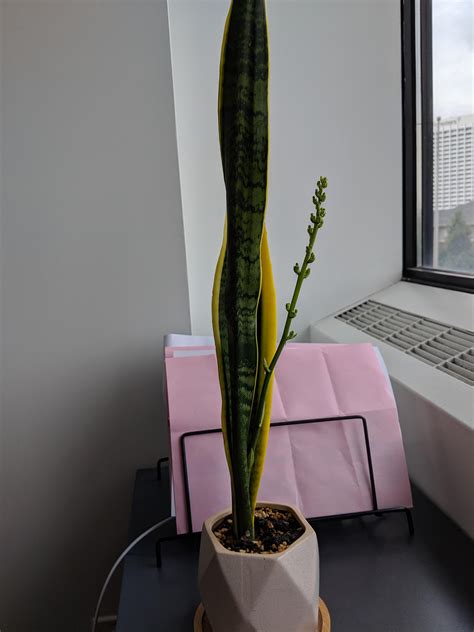 Moved To A New Office And Snake Plant Is Now Flowering Rindoorgarden