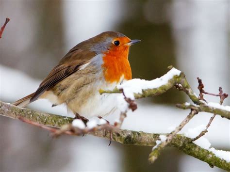 Nourrir Les Oiseaux En Hiver Quoi Nourrir Quand Et Comment