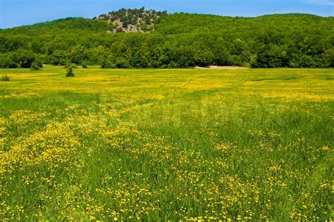 Meadow Stock Image Colourbox